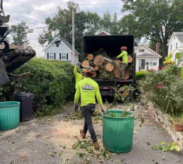 24/7 Emergency Tree Services